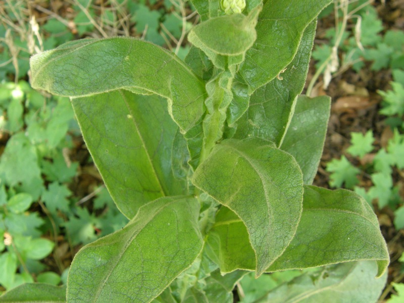 Common Mullein