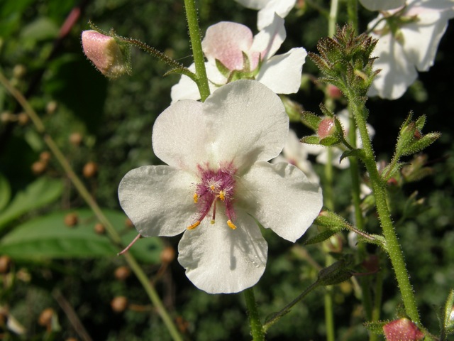 Moth Mullein, White Form