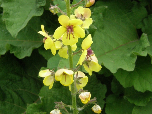 Moth Mullein, Yellow Form
