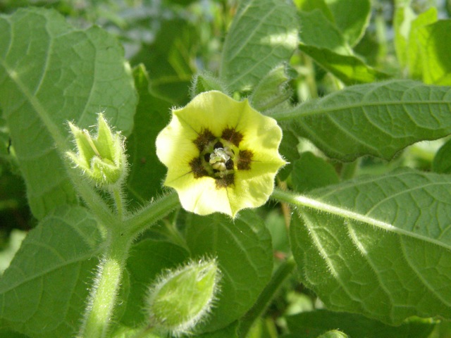 Clammy Ground-cherry