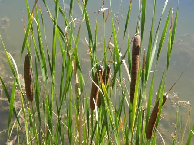 Narrow-leaf Cattail