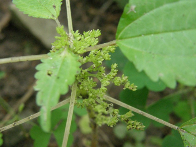 Clearweed
