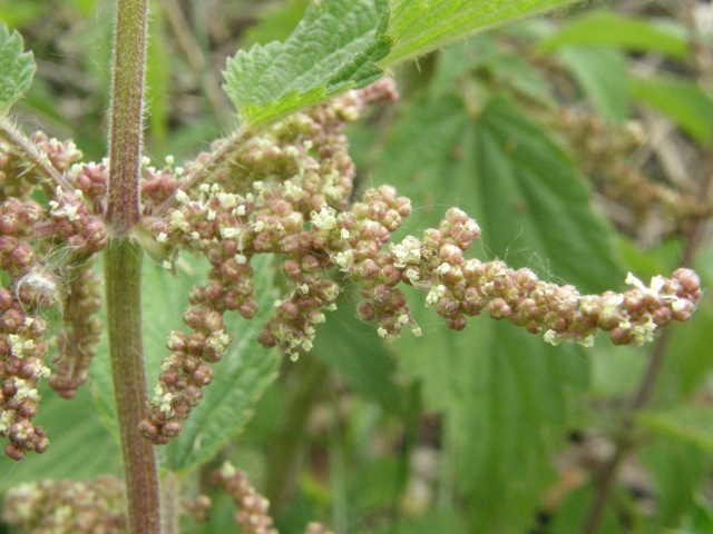 Stinging Nettle
