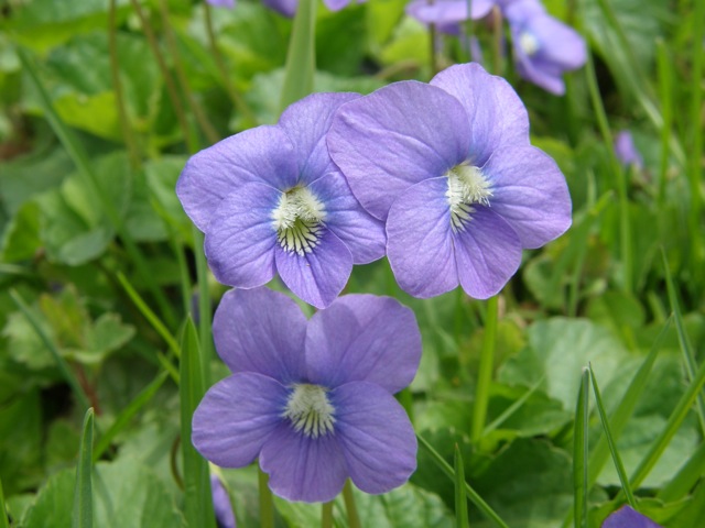 Common Blue Violet